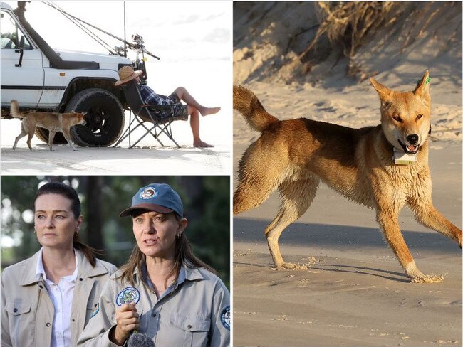 A dingo has been destroyed after an attack on K'gari this week, with calls emerging for a cap on visitor numbers to the island.