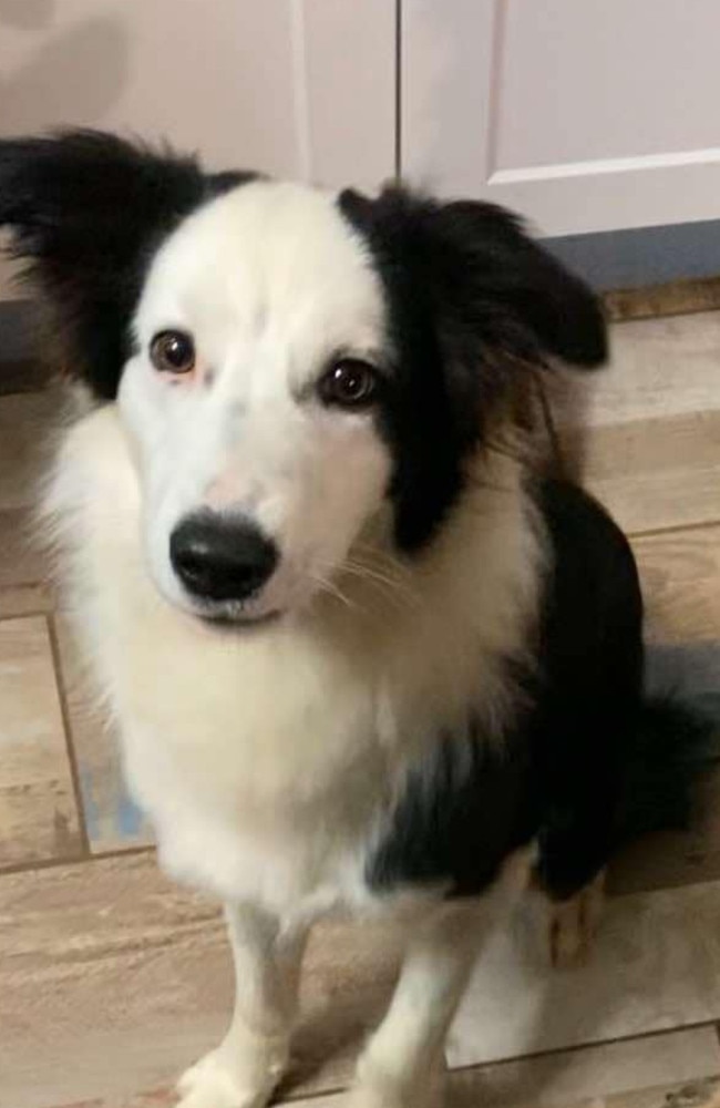 Feez, the 1-year-old Maremma border collie cross, alerted her owners to a green tree frog devouring a freshwater keelback snake on Tuesday in Logan. It was the second time Feez has alerted her owners to a snake in recent months. Picture: Melissa MacPherson