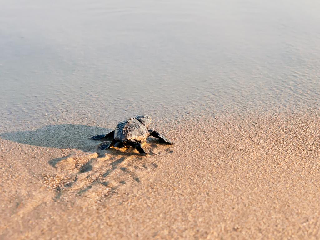 Sea turtles return to beaches around the world amid coronavirus ...