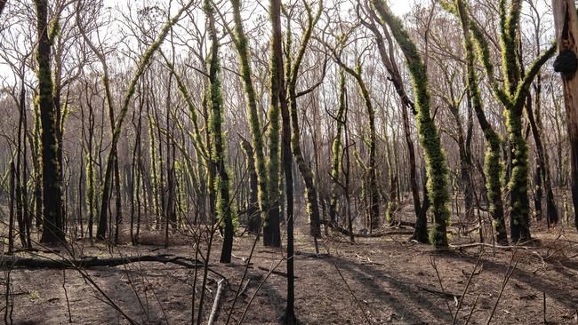 Currowan State Forest. Picture: Nic Walker