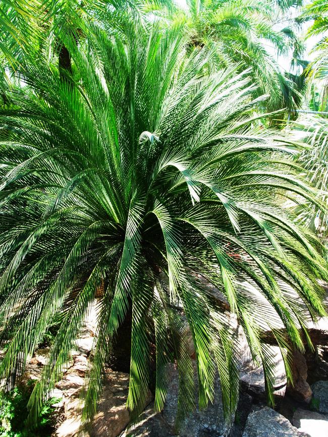 A palm grown as an ornamental