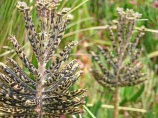 MOTHER OF A PEST: Mother of Millions before flowering.