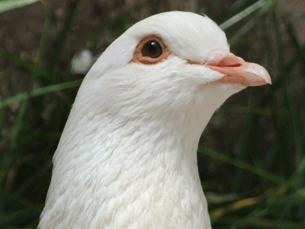 Outside the aborted plan to use them in guided missiles, pigeons were used in numerous campaigns during World War II. White Vision, above, was even awarded the Dickin Medal. Pict