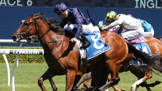 High-class filly Learning To Fly will work between races at Randwick on Saturday. Picture: Grant Guy