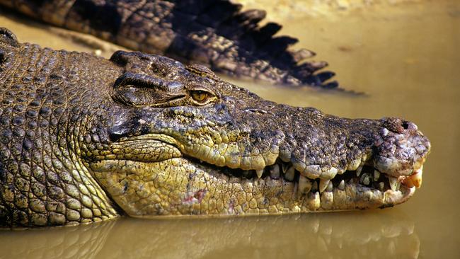 Two crocodiles, suspected of killing a fisherman, have been killed by wildlife officers in Lakeland National Park. Picture: Supplied