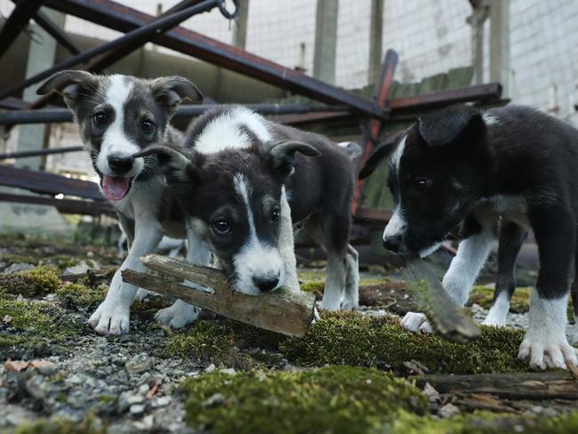 CHORNOBYL, UKRAINE - AUGUST 18:  Stray puppies play in an abandoned, partially-completed cooling tower inside the exclusion zone at the Chernobyl nuclear power plant on August 18, 2017 near Chornobyl, Ukraine. An estimated 900 stray dogs live in the exclusion zone, many of them likely the descendants of dogs left behind following the mass evacuation of residents in the aftermath of the 1986 nuclear disaster at Chernobyl. Volunteers, including veterinarians and radiation experts from around the world, are participating in an initiative called The Dogs of Chernobyl, launched by the non-profit Clean Futures Fund. Participants capture the dogs, study their radiation exposure, vaccinate them against parasites and diseases including rabies, tag the dogs and release them again into the exclusion zone. Some dogs are also being outfitted with special collars equipped with radiation sensors and GPS receivers in order to map radiation levels across the zone.  (Photo by Sean Gallup/Getty Images)