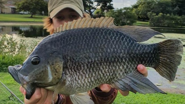Reef Catchments is hosting the Tilapia Takedown on Saturday morning. Picture: Contributed