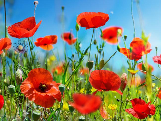 Poppies In Meadow With Blue Sky And Sunlight