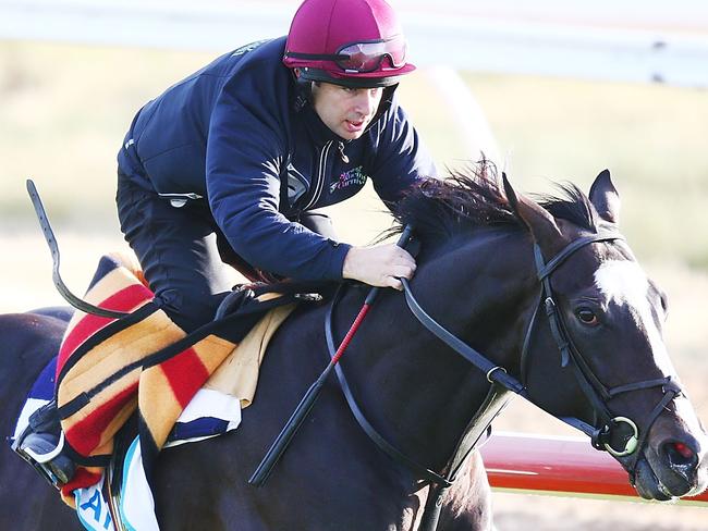 MELBOURNE, AUSTRALIA - OCTOBER 30:  Yucatan gallops during a Werribee trackwork session at Werribee Racecourse on October 30, 2018 in Melbourne, Australia.  (Photo by Michael Dodge/Getty Images)