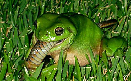 Green frog climbs the food chain | The Courier Mail