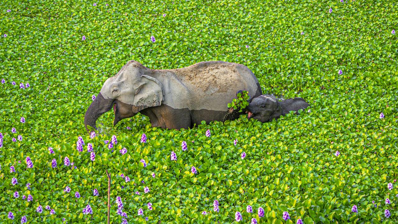 Wait up Mommy, look what I got for you! Elephant, Kaziranga, India. Picture: © Kunal Gupta/Comedy Wildlife Photo Awards 2020