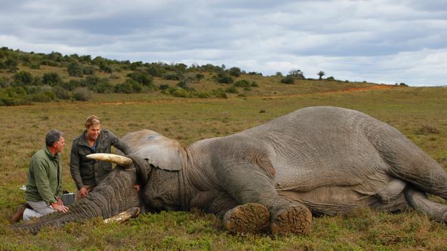 Chris Brown is inspecting an elephant in Africa for The Living Room