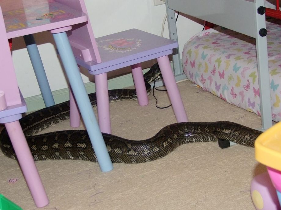 Can Snakes Climb Into Beds?