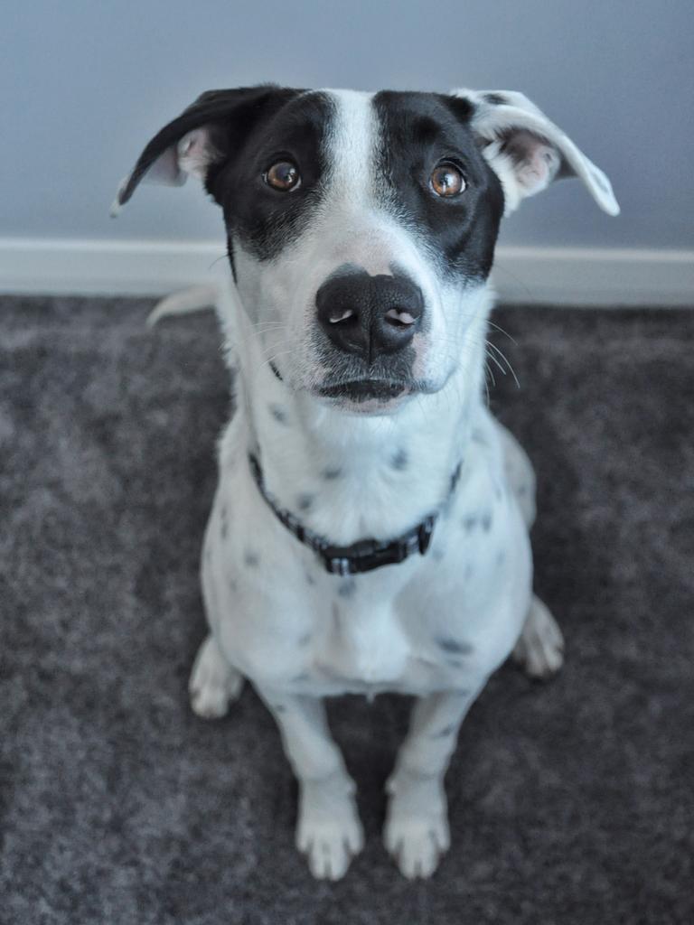 Miley, from Dog Rescue Newcastle — dogrescuenewcastle.com.au