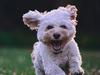That’s ruff: Why Tassie council may bump up dog rego costs