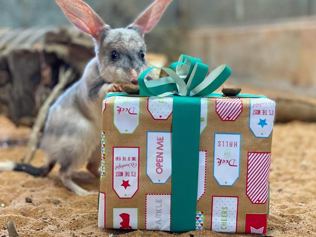 Santa Paws visits SA Zoos as animals dig into Christmas gifts