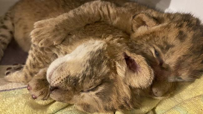 The cubs are being looked after by zoo staff. Picture: Supplied