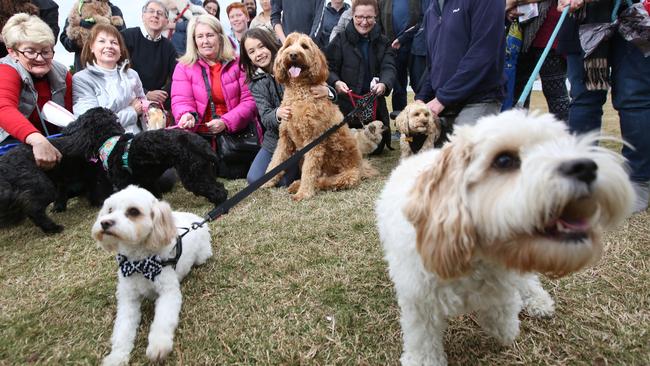 Breakfast Point residentsat the Village Green Oval are petitioning for an off-leash park. Picture: Bob Barker.