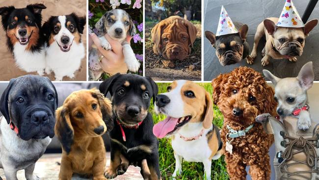 From adorable fur babies to big softie doggos, Mackay’s pups are just too cute to resist. Help search for the region’s cutest puppy of 2024. Look through our gallery and vote.