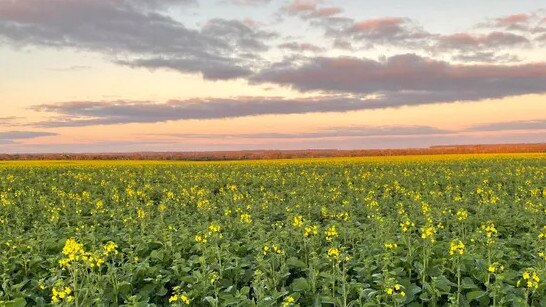 The Trevaskis family has sold its 2074ha Ellendale aggregation at Needilup, WA.