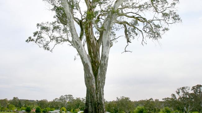 A river red gum tree at Charleston in the Adelaide Hills, standing 41.3 metres high, is the tallest tree on the SA Significant Tree Register.