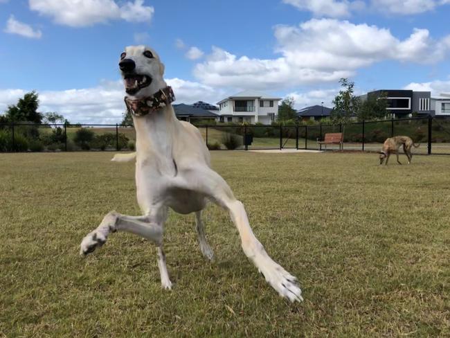 Gracey and Mochi enjoying Xenia Park at Helensvale on the Gold Coast. Picture: Amanda Robbemond