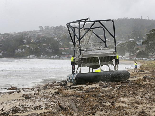 Salmon feeders washed ashore on Kingston Beach. Picture: MATHEW FARRELL