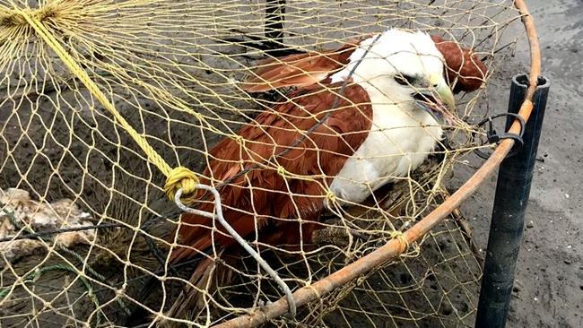 Wild Bird Rescues Gold Coast found the brahminy kite inside the crab trap at Coomera. Picture: Wild Bird Rescues Gold Coast