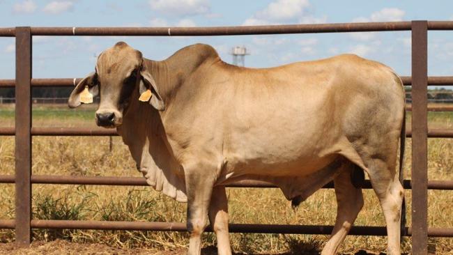 A Brahman cow had its leg and backstrap hacked off but animal cruelty prosecutions have collapsed