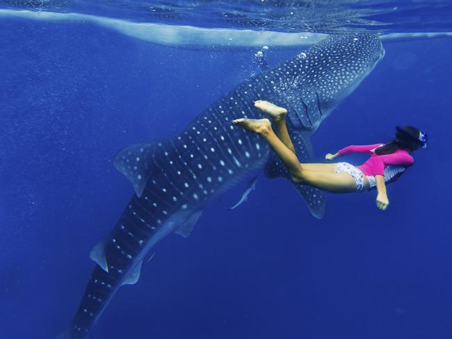 Snorkelling with a whale shark in Cebu, Philippines. Picture: iStock