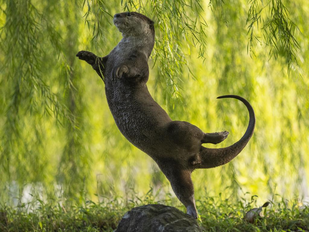 An otter leaps to grasp some overhanging leaves and lands in a graceful arabesque in Singapore. Picture: Otter Kwek