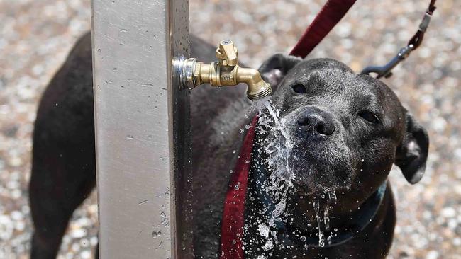 A dog drinking from at tap at Dicky Beach in Caloundra. Picture: Patrick Woods.