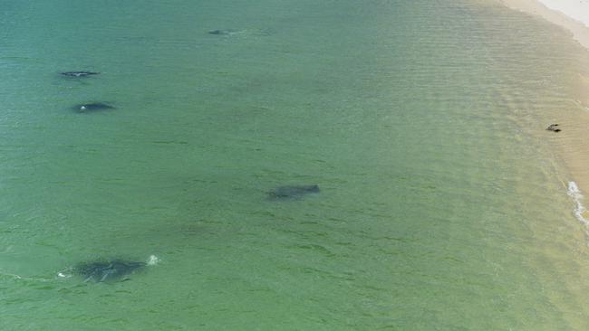 Manta rays and a saltwater crocodile convene together on a beach at Cape Van Dieman. Picture: Elise Derwin