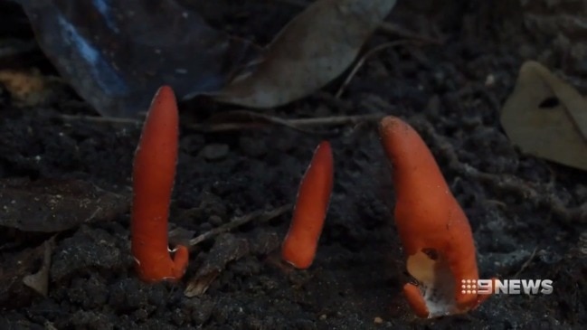 Deadly brain-shrinking fungus discovered in Far North Queensland (9 News)