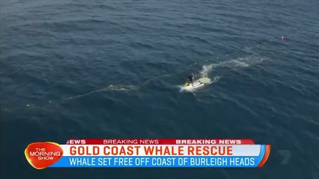 Gold Coast: Trapped Baby Whale Freed From Shark Nets By Man In Tinny ...