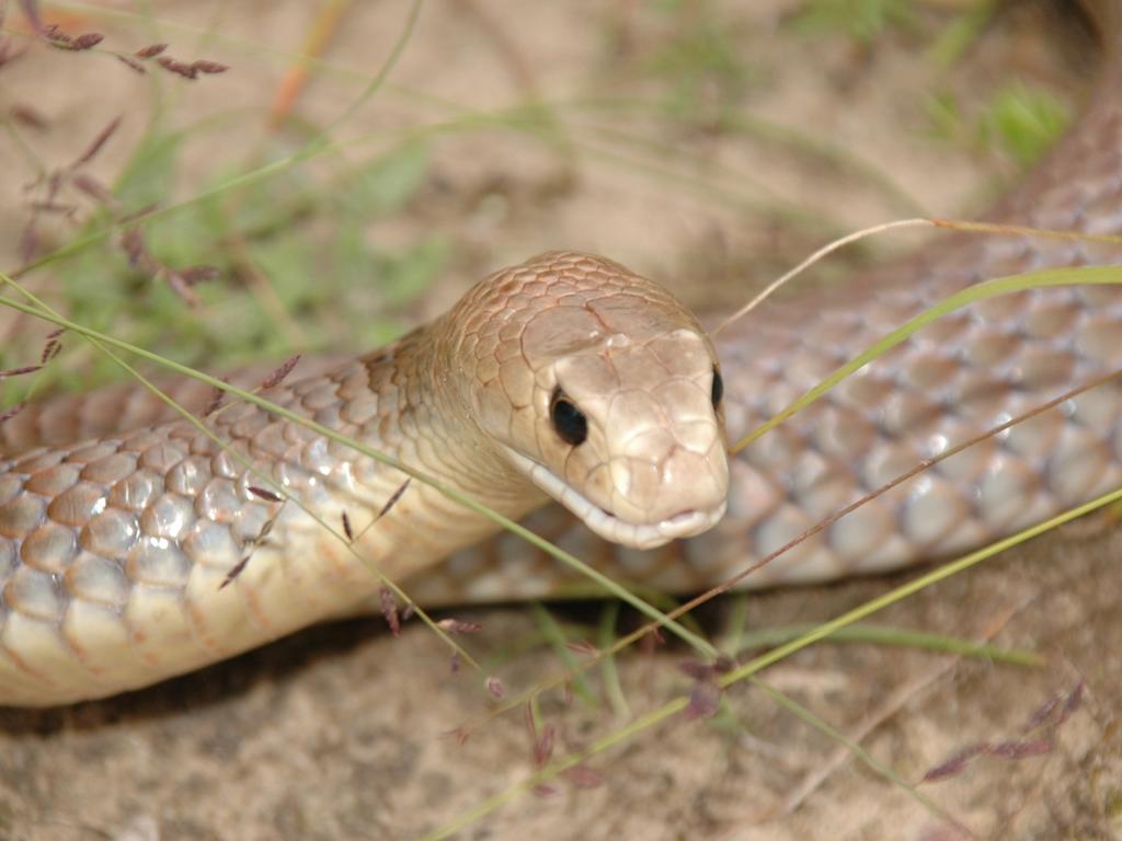 Brown Snake Bite: Neighbour Recalls Qld Victim’s Final Moments 