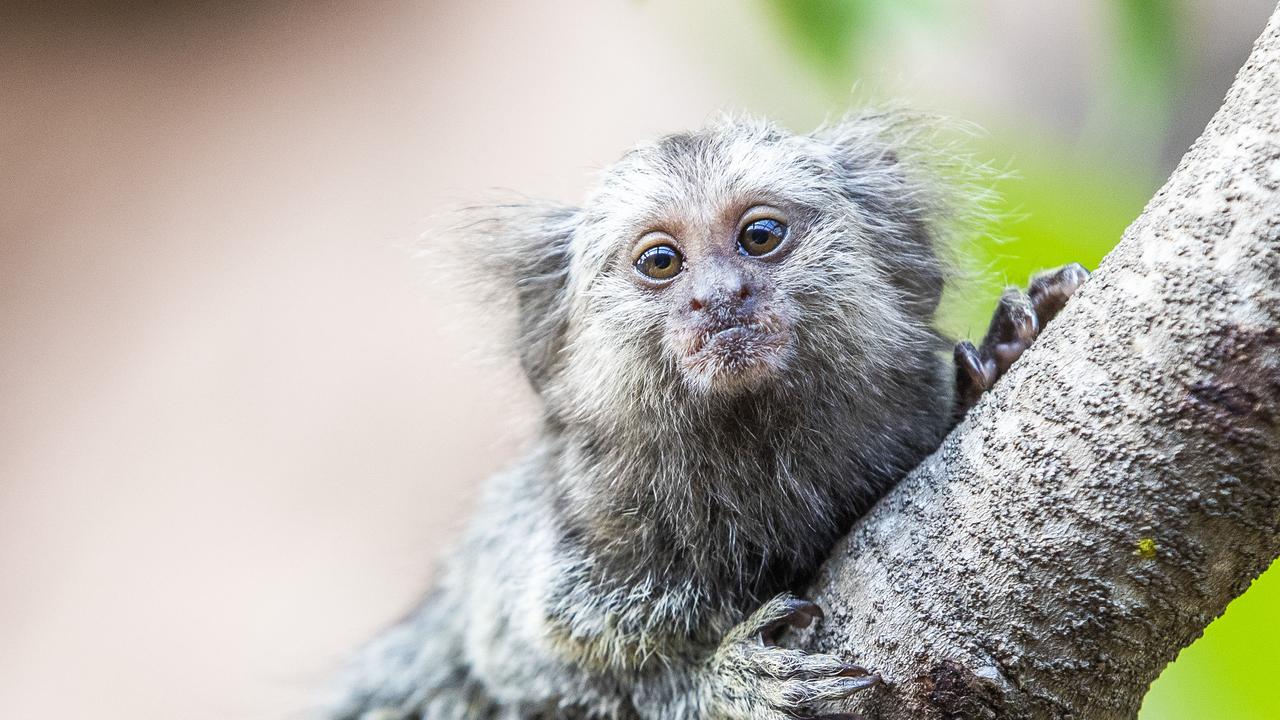 Paradise Country Gold Coast: marmosets arrive in city | Gold Coast Bulletin