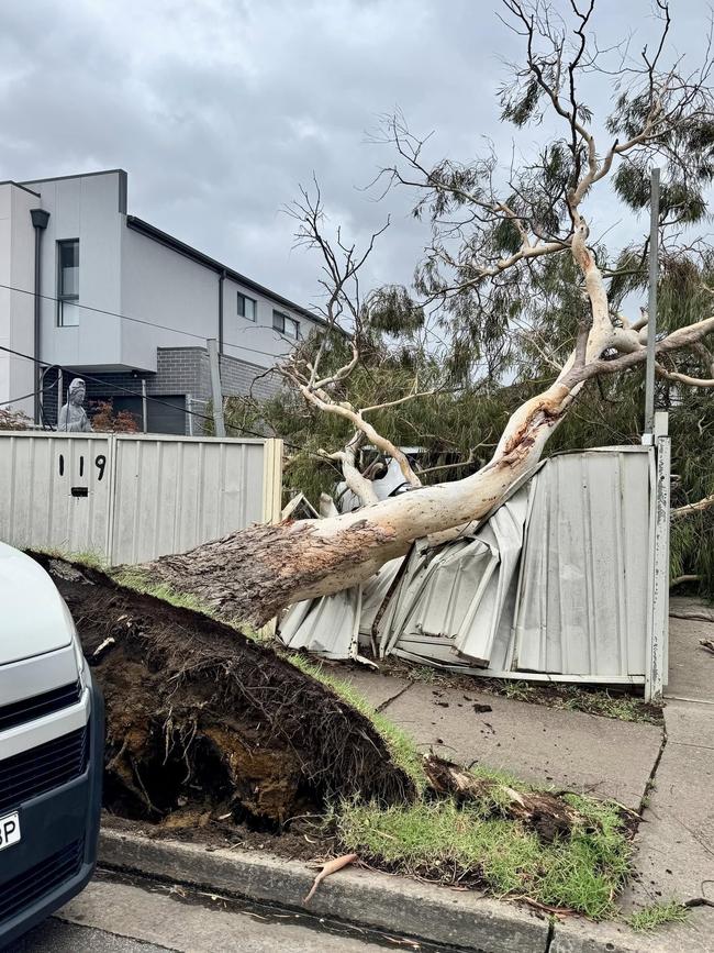 A tree crushed a fence in Canley Vale on Friday. Picture: Supplied