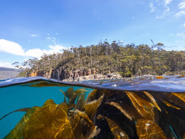 Giant kelp portrait at Port Davey in Tasmania .Credit Stefan Andrews courtesy Great Southern Reef Foundation.