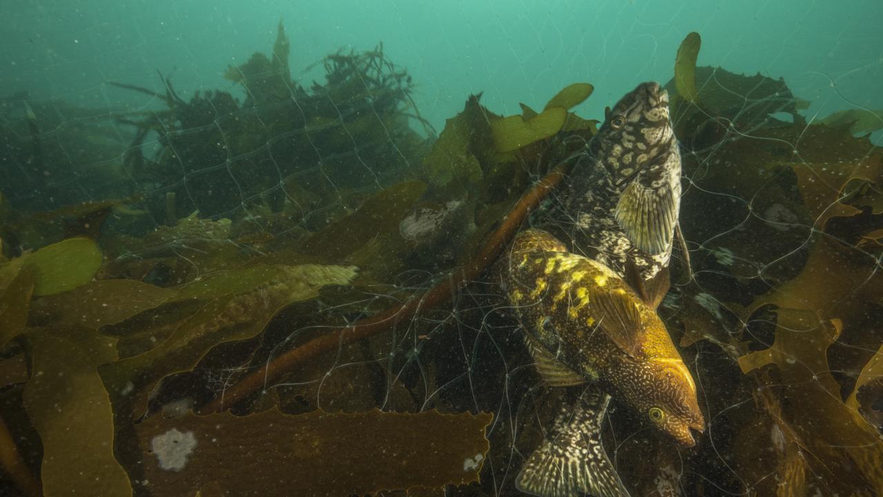 Date set for phase out of wild caught Territory barramundi