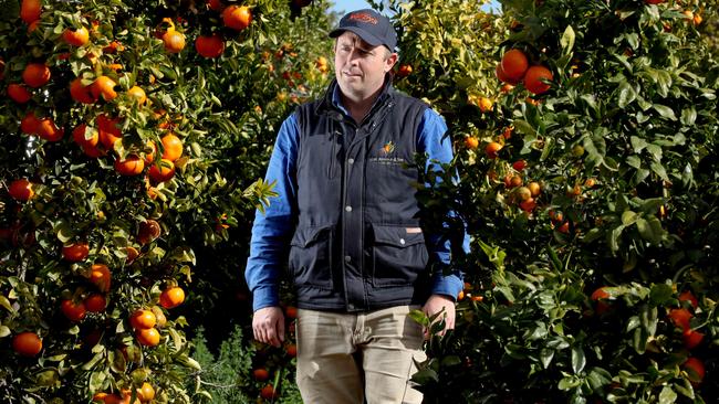 Horticulturalist David Arnold at his Waikerie orchard. Picture: Dean Martin