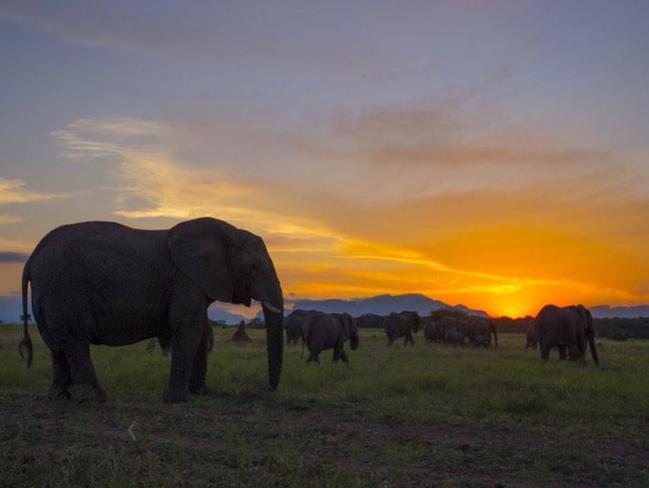 Elephant sunrise in South Africa #elephant #ImACelebrityAU Picture: Dr Chris Brown / Twitter