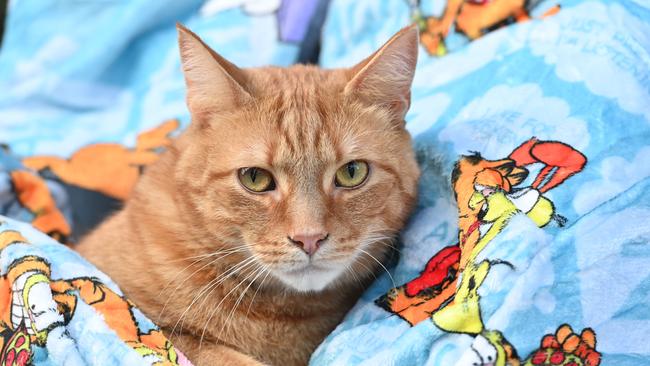 Model cat Teddy from the Oodie Garfield campaign. Picture: Keryn Stevens