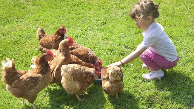 girl and chickens in Lawn, chickens, brown, girl, backyard, istock.