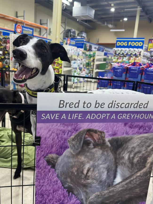 The pet shop will continue its adoption drives across the country. Picture: Supplied