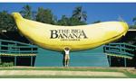 Banana-660x495
