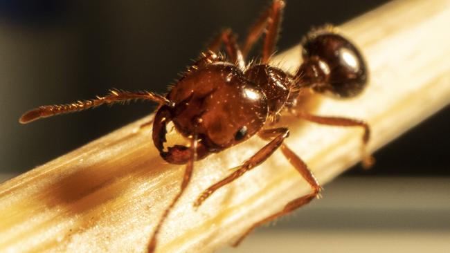 Fire ants have been detected in northern NSW four times since late last year. Residents and businesses should report any signs of the dangerous pests by phoning 1800 680 244.