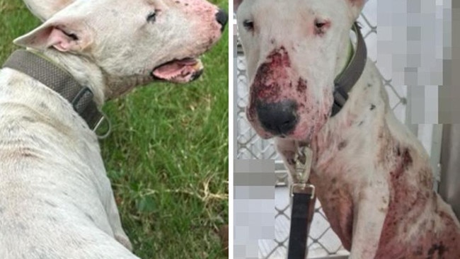 ‘Heavily traumatised’ pooch rescued from death row goes viral