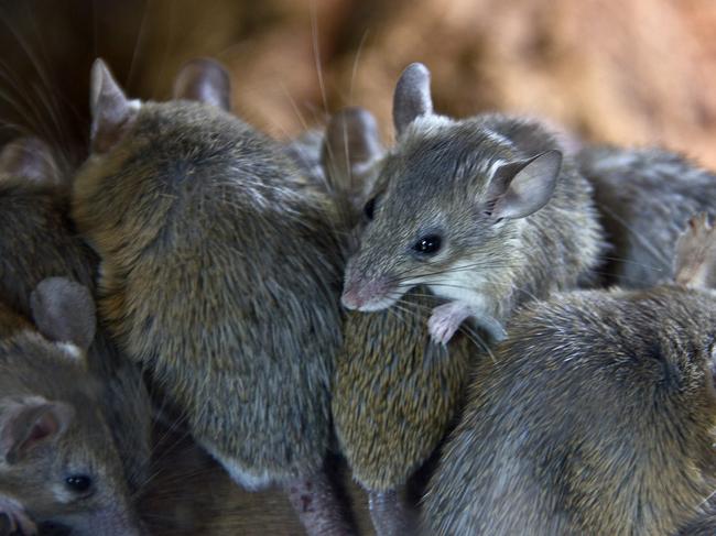 Dogs become infected and develop leptospirosis primarily through ingestion of the urine from infected rats and mice. Picture: iStock