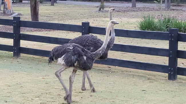 The ostriches have settled in well.